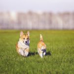 Pourquoi adopter un animal de compagnie ?
